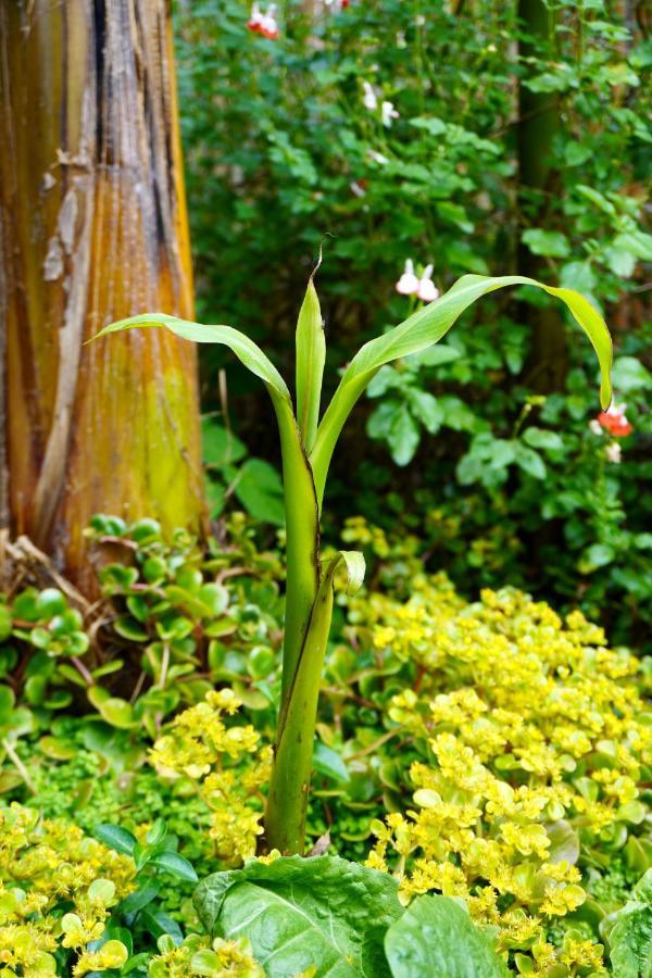 Jungle Stay In A Hidden Paradise Zwijndrecht Exteriör bild